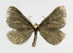  ( - NHMO-DAR-6144)  @14 [ ] Copyright (2015) Unspecified University of Oslo, Natural History Museum
