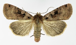  ( - NHMO-DAR-9620)  @13 [ ] CreativeCommons - Attribution Non-Commercial Share-Alike (2016) Unspecified University of Oslo, Natural History Museum