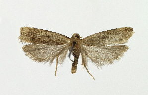  ( - NHMO-DAR-13685)  @12 [ ] CreativeCommons - Attribution Non-Commercial Share-Alike (2017) Unspecified University of Oslo, Natural History Museum