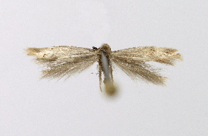  ( - NHMO-DAR-14664)  @13 [ ] CreativeCommons - Attribution Non-Commercial Share-Alike (2018) Unspecified University of Oslo, Natural History Museum