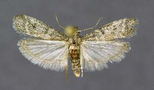  ( - KBE 2018445)  @11 [ ] Creative Commons  Attribution Non-Commercial Share-Alike (2018) Kai Berggren NTNU University Museum, Department of Natural History