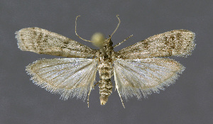  ( - KBE 2018455)  @11 [ ] Creative Commons  Attribution Non-Commercial Share-Alike (2018) Kai Berggren NTNU University Museum, Department of Natural History