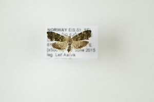  ( - NHMO-DAR-8219)  @12 [ ] CreativeCommons - Attribution Non-Commercial Share-Alike (2016) Unspecified University of Oslo, Natural History Museum