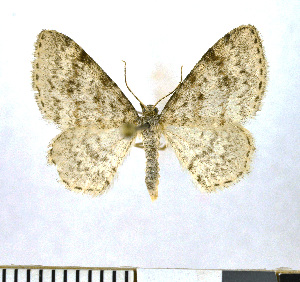  (Hydrelia sylvata - NHMO-DAR-10289)  @15 [ ] CreativeCommons - Attribution Non-Commercial Share-Alike (2016) Unspecified University of Oslo, Natural History Museum