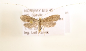  ( - NHMO-DAR-1470)  @12 [ ] No Rights Reserved (2014) Arild Johnsen University of Oslo. Natural History Museum