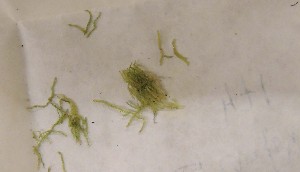  (Lejeunea cavifolia - CCDB-21453 A8)  @11 [ ] CreativeCommons - Attribution Non-Commercial Share-Alike (2014) NTNU University Museum, Department of Natural History NTNU University Museum, Department of Natural History
