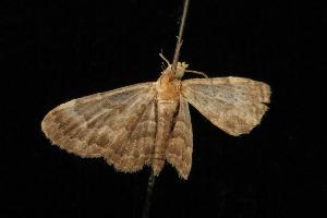  ( - Moth 071.03CC)  @13 [ ] CreativeCommons - Attribution (2010) CBG Photography Group Centre for Biodiversity Genomics