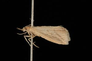  (Calamotropha sp. 1 - Moth 019.03CL)  @13 [ ] CreativeCommons - Attribution (2010) CBG Photography Group Centre for Biodiversity Genomics