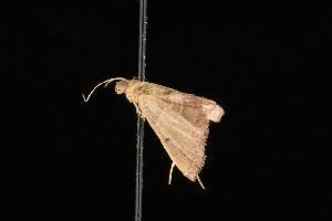  (Endotricha sp. 4 - Moth 274.01LZ)  @12 [ ] CreativeCommons - Attribution (2010) CBG Photography Group Centre for Biodiversity Genomics