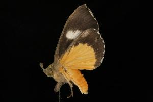  ( - Moth 281.01LZ)  @13 [ ] CreativeCommons - Attribution (2010) CBG Photography Group Centre for Biodiversity Genomics