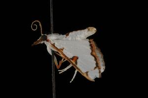  ( - Moth 294.01LZ)  @13 [ ] CreativeCommons - Attribution (2010) CBG Photography Group Centre for Biodiversity Genomics