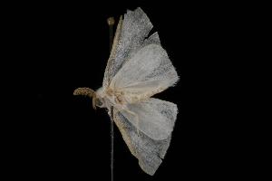  ( - Moth 297.01LZ)  @13 [ ] CreativeCommons - Attribution (2010) CBG Photography Group Centre for Biodiversity Genomics