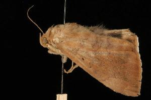 ( - Moth 300.01LZ)  @12 [ ] CreativeCommons - Attribution (2010) CBG Photography Group Centre for Biodiversity Genomics