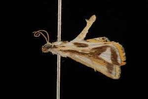  (Theila siennata - Moth 177.03CC)  @14 [ ] CreativeCommons - Attribution (2010) CBG Photography Group Centre for Biodiversity Genomics