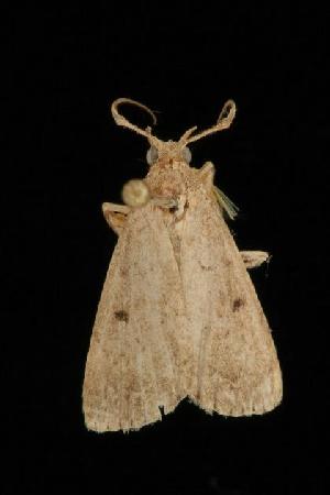  ( - Moth 066.03LZ)  @12 [ ] CreativeCommons - Attribution (2010) CBG Photography Group Centre for Biodiversity Genomics