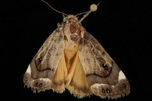  (Armactica columbina PS3 - Moth 117.03LZ)  @13 [ ] CreativeCommons - Attribution (2010) CBG Photography Group Centre for Biodiversity Genomics