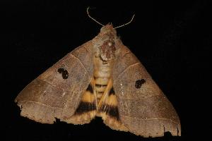  ( - Moth 144.03LZ)  @12 [ ] CreativeCommons - Attribution (2010) CBG Photography Group Centre for Biodiversity Genomics