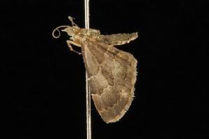  ( - Moth 140.03CC)  @13 [ ] CreativeCommons - Attribution (2010) CBG Photography Group Centre for Biodiversity Genomics