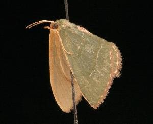  ( - 05-QLD-00817)  @12 [ ] CreativeCommons - Attribution (2010) CBG Photography Group Centre for Biodiversity Genomics