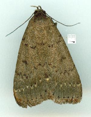  ( - gvc5891-1L)  @12 [ ] Copyright (2004) Graeme V. Cocks Unspecified