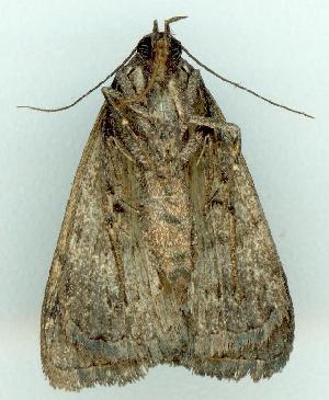  ( - gvc5891-1L)  @12 [ ] Copyright (2004) Graeme V. Cocks Unspecified