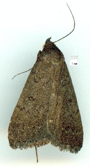  ( - gvc5892-1L)  @12 [ ] Copyright (2004) Graeme V. Cocks Unspecified