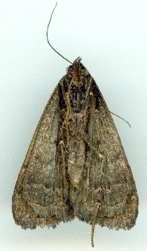  ( - gvc5892-1L)  @12 [ ] Copyright (2004) Graeme V. Cocks Unspecified