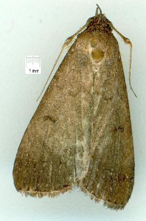  ( - gvc7519-1L)  @12 [ ] Copyright (2004) Graeme V. Cocks Unspecified