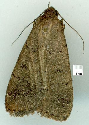  ( - gvc7521-1L)  @12 [ ] Copyright (2004) Graeme V. Cocks Unspecified