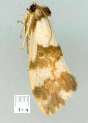  ( - gvc7594-1L)  @12 [ ] Copyright (2004) Graeme V. Cocks Unspecified