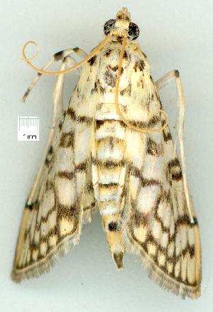  ( - gvc8469-1L)  @12 [ ] Copyright (2004) Graeme V. Cocks Unspecified