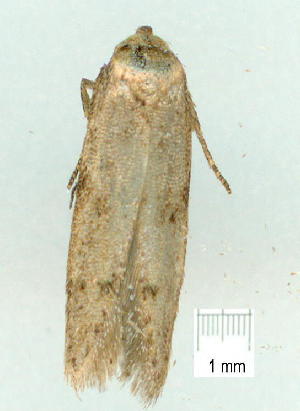  ( - gvc9391-1L)  @12 [ ] Copyright (2004) Graeme V. Cocks Unspecified