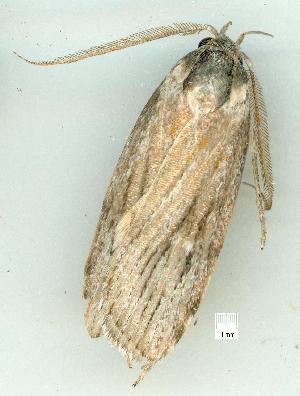  ( - gvc14444-1L)  @12 [ ] Copyright (2004) Graeme V. Cocks Research Collection of Graeme Cocks