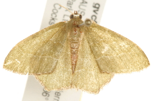  ( - gvc5691-1L)  @12 [ ] CreativeCommons - Attribution (2004) Graeme V. Cocks Centre for Biodiversity Genomics