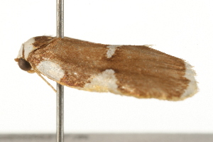  ( - gvc5507a)  @12 [ ] CreativeCommons - Attribution (2010) CBG Photography Group Centre for Biodiversity Genomics