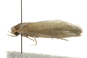  ( - gvc8041)  @13 [ ] CreativeCommons - Attribution (2010) CBG Photography Group Centre for Biodiversity Genomics