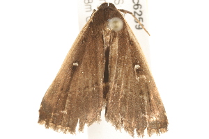  ( - gvc6259-1L)  @12 [ ] CreativeCommons - Attribution (2010) CBG Photography Group Centre for Biodiversity Genomics