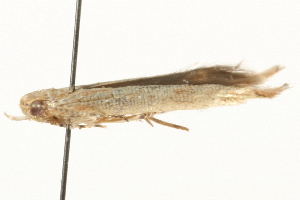  ( - gvc7270)  @12 [ ] CreativeCommons - Attribution (2010) CBG Photography Group Centre for Biodiversity Genomics