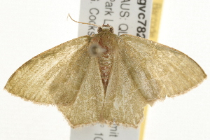  ( - gvc7822)  @12 [ ] CreativeCommons - Attribution (2010) CBG Photography Group Centre for Biodiversity Genomics