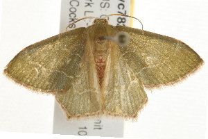  ( - gvc7828)  @12 [ ] CreativeCommons - Attribution (2010) CBG Photography Group Centre for Biodiversity Genomics