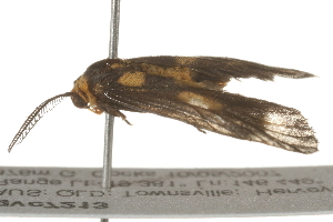  ( - gvc7213)  @12 [ ] CreativeCommons - Attribution (2010) CBG Photography Group Centre for Biodiversity Genomics