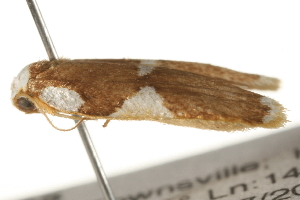  ( - gvc7355)  @12 [ ] CreativeCommons - Attribution (2010) CBG Photography Group Centre for Biodiversity Genomics