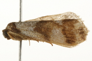  ( - gvc8090)  @12 [ ] CreativeCommons - Attribution (2010) CBG Photography Group Centre for Biodiversity Genomics