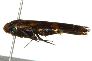  ( - gvc6457)  @13 [ ] CreativeCommons - Attribution (2010) CBG Photography Group Centre for Biodiversity Genomics