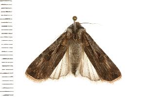  ( - 07-TASB-0020)  @14 [ ] CreativeCommons - Attribution (2008) CBG Photography Group Centre for Biodiversity Genomics