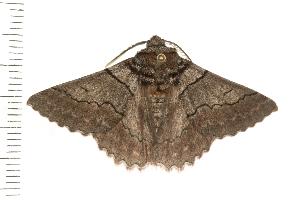  ( - 07-TASB-0406)  @13 [ ] CreativeCommons - Attribution (2008) CBG Photography Group Centre for Biodiversity Genomics