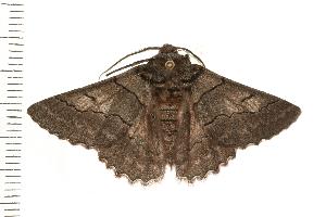  ( - 07-TASB-0407)  @13 [ ] CreativeCommons - Attribution (2008) CBG Photography Group Centre for Biodiversity Genomics