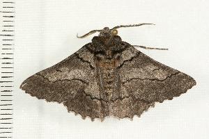  ( - 07-TASB-0512)  @13 [ ] CreativeCommons - Attribution (2008) CBG Photography Group Centre for Biodiversity Genomics