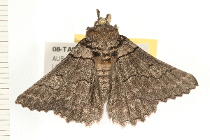  ( - 08-TASE-0167)  @13 [ ] CreativeCommons - Attribution (2009) CBG Photography Group Centre for Biodiversity Genomics