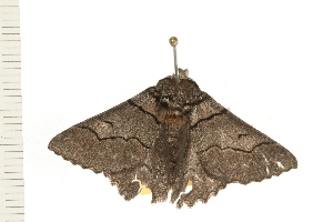  ( - 08-TASE-0208)  @13 [ ] CreativeCommons - Attribution (2009) CBG Photography Group Centre for Biodiversity Genomics